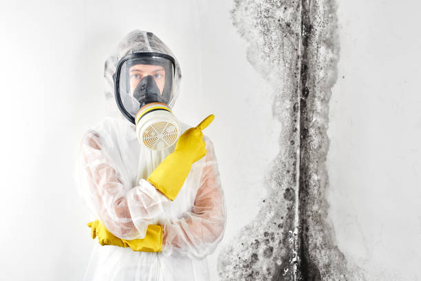 Best Black Mold Removal in Pleasure Point, CA